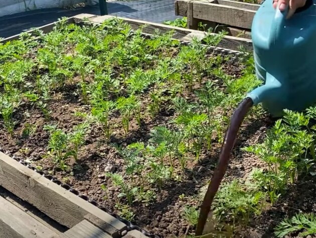 В июне полейте этим морковь – и осенью соберете щедрый урожай крупных и сладких корнеплодов