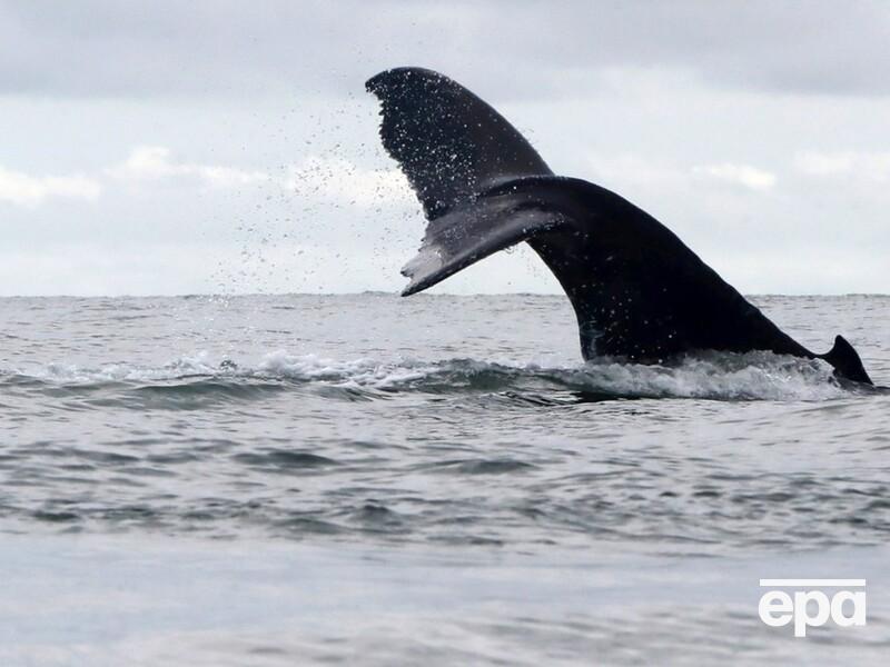Ученые обнаружили тревожные изменения в океанах мира, которые могут повлиять на целые экосистемы