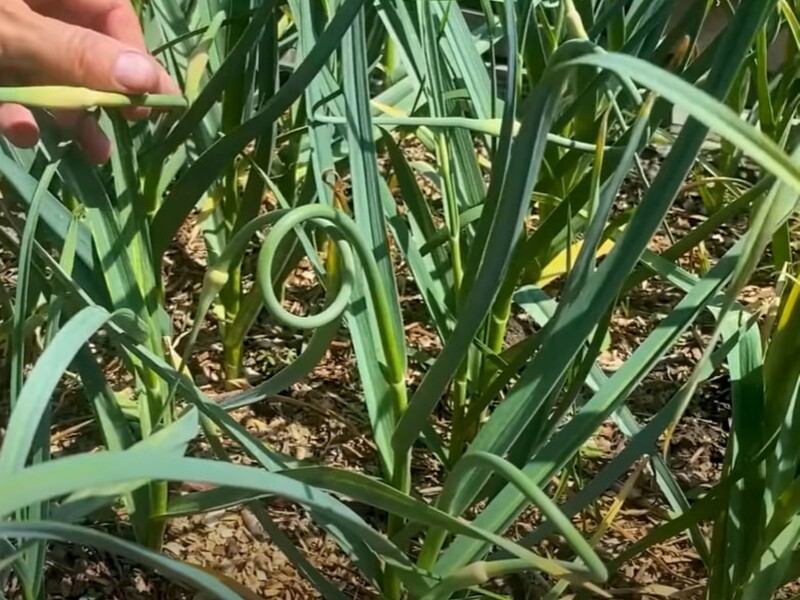 Опытные огородники всегда делают это с чесноком в июне – и головки вырастают размером с кулак