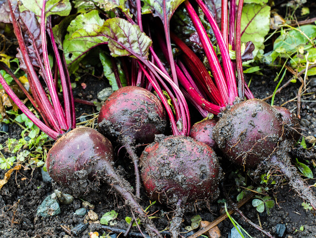 Буряк виросте солодким і соковитим після цього підживлення в червні. Рецепт розчину без будь-якої хімії