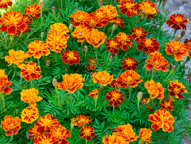 Отпугнут насекомых и зверей на огороде, победят фитофтору. Названы полезные свойства бархатцев