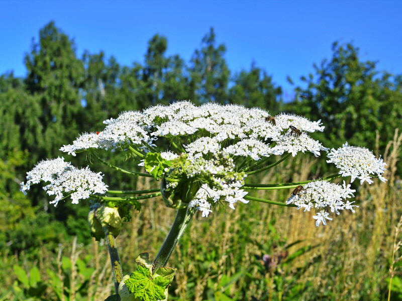 Нашествие борщевика – как распознать ожог и своевременно оказать помощь. Самые полезные советы