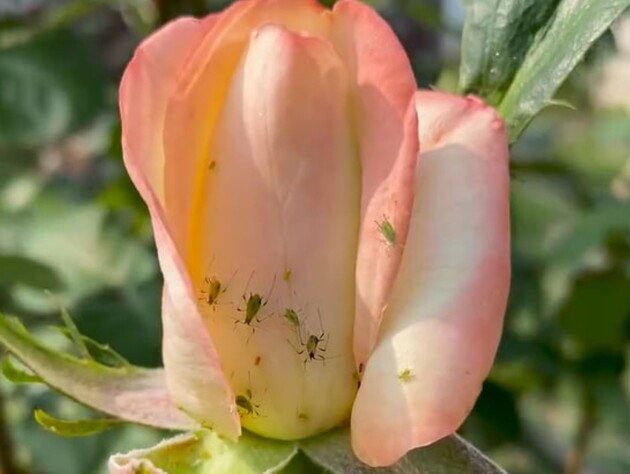 Попелиця моментально зникне після цього оброблення. Рецепт розчину, який захистить троянди від шкідників