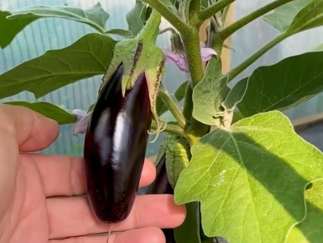 Дачники збирають баклажани відрами, виконавши цю просту дію без копійки витрат