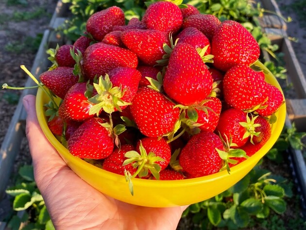 После такого ухода клубника сполна отблагодарит урожаем. Опытный огородник рассказал главные секреты