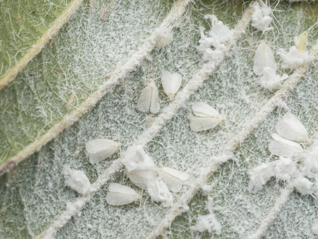 Ця речовина на 100% знищить усю білокрилку. Кращого способу немає
