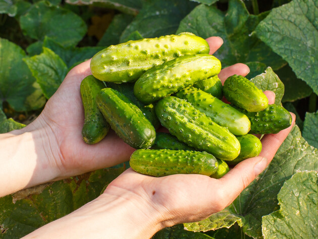 Это удобрение без химии – лучшее для вкусных хрустящих огурцов