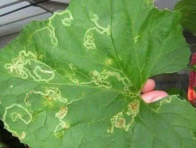 На огурцах появились странные узоры? Это может быть опасный вредитель