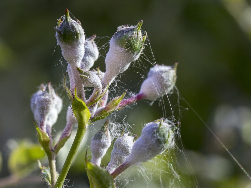 Копеечное средство без химии создаст среду, в которой мучнистая роса не сможет развиваться