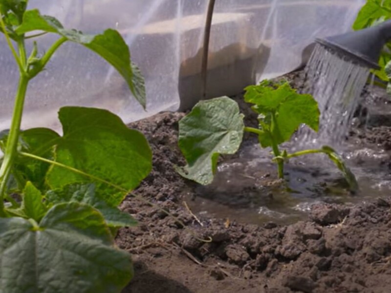 Опытные огородники благодаря этой хитрости всегда собирают щедрый урожай огурцов без химии и подкормок