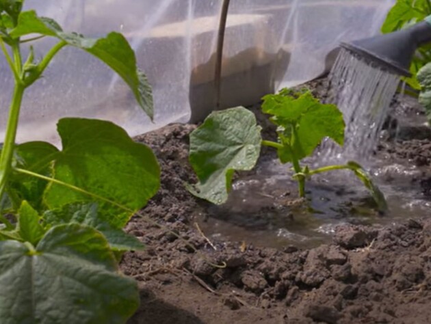 Опытные огородники благодаря этой хитрости всегда собирают щедрый урожай огурцов без химии и подкормок