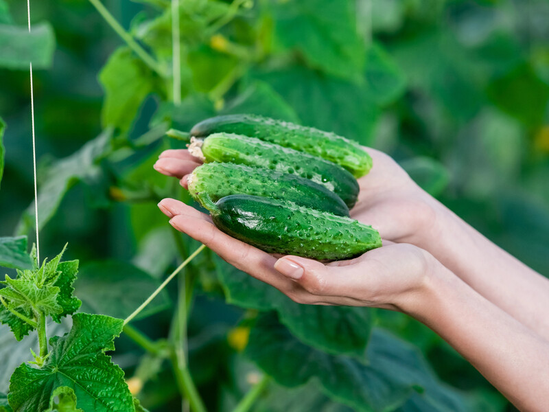 Внесите под куст всего две ложки. Натуральная подкормка для молодых огурцов из двух ингредиентов