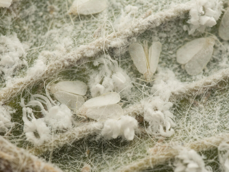 Досвідчений городник поділився способом боротьби з білокрилкою. Ні краплі хімії