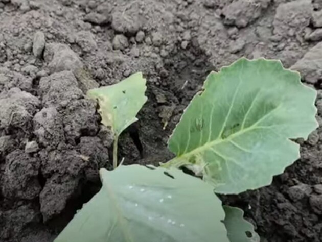 Сделайте это – и белокрылка не сядет на капусту. Огородница без химикатов спасла урожай от вредителей