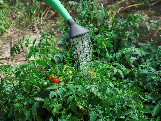 После этой подкормки томаты активно пойдут в рост. Проверенный рецепт эффективного удобрения без химии