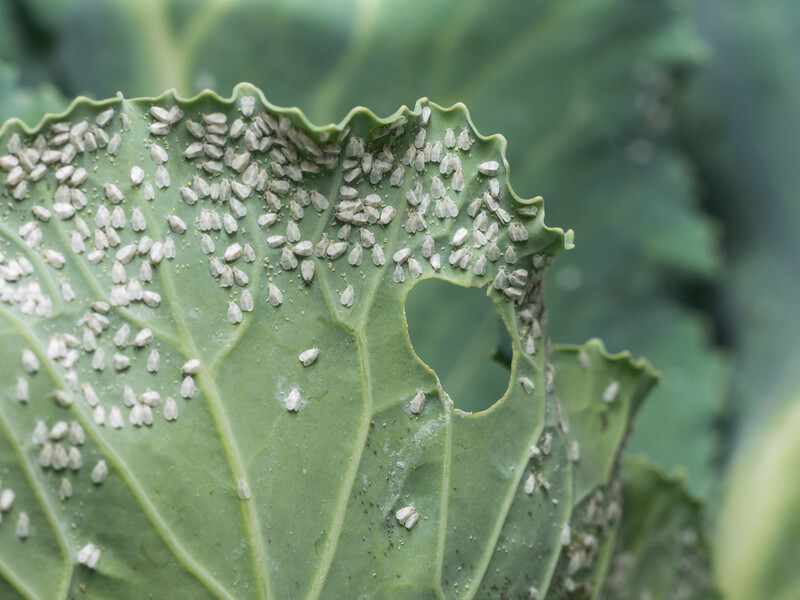 Белокрылка больше никогда не взлетит. Просто разместите это рядом с капустой