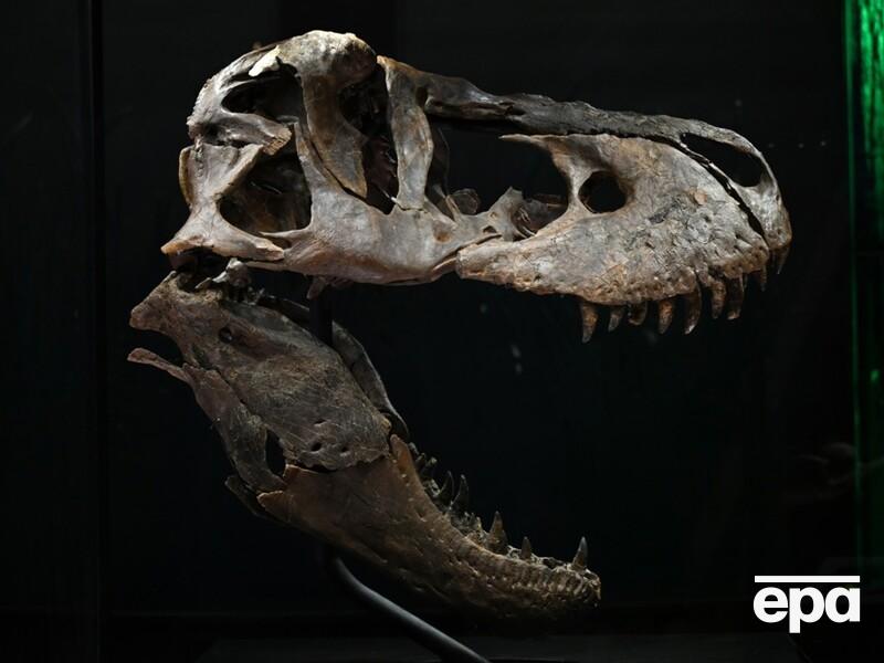 Ученые открыли новый вид, который изменяет историю эволюции тираннозавров