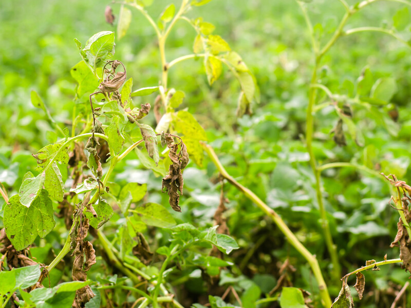 Болезнь проявляется как в начале лета, так и осенью. Как защитить картофель от гнили.