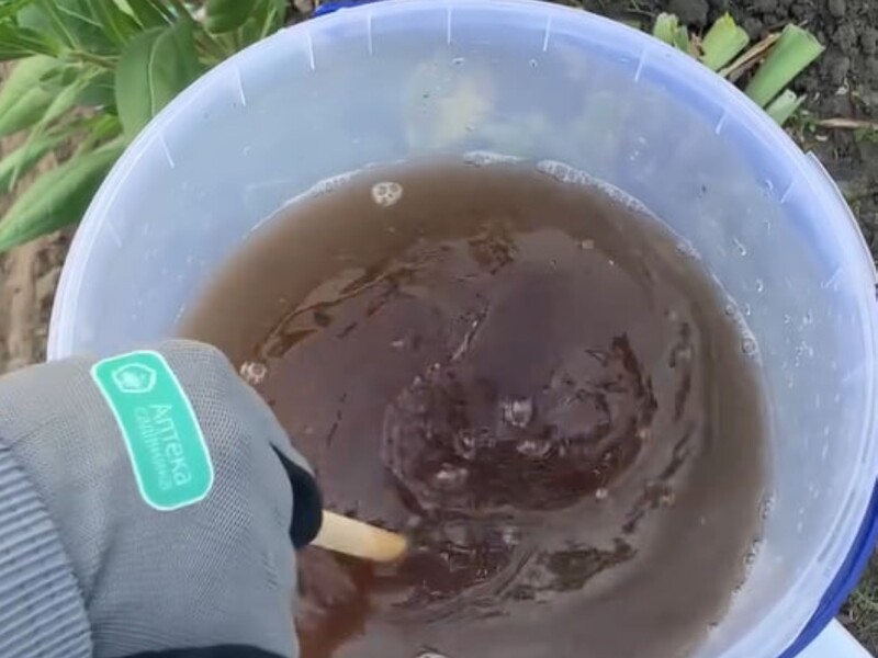 Опытные огородники навсегда избавились от колорадского жука на картофеле благодаря этому препарату