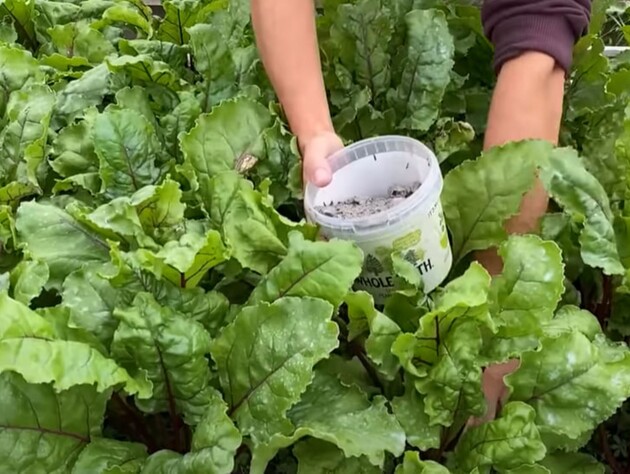 Опытные огородники благодаря этому всегда собирают щедрый урожай сладкой свеклы без всякой химии