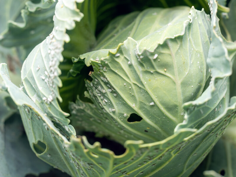 Избавьтесь от белокрылки без ядов и лишних трат. Три проверенных метода, которые срабатывают всегда