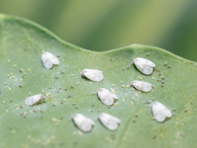 Цей засіб без хімії точно знищить білокрилку. Досвідчений городник поділився перевіреною хитрістю