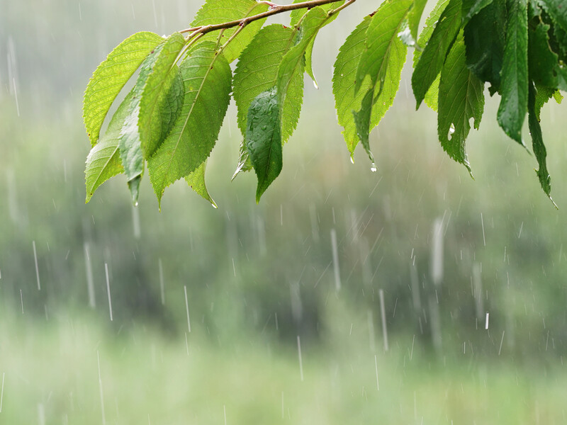 Прогноз погоды на 15 июня. Где прогнозируют дожди и грозы