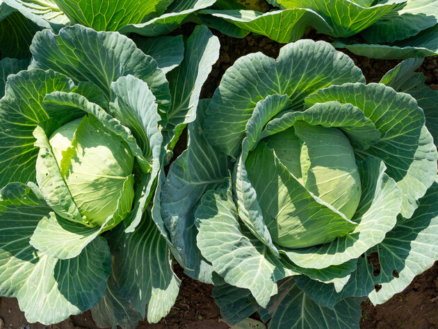 Зробіть це – й отримаєте набагато більший урожай капусти. Лайфхак досвідченого городника
