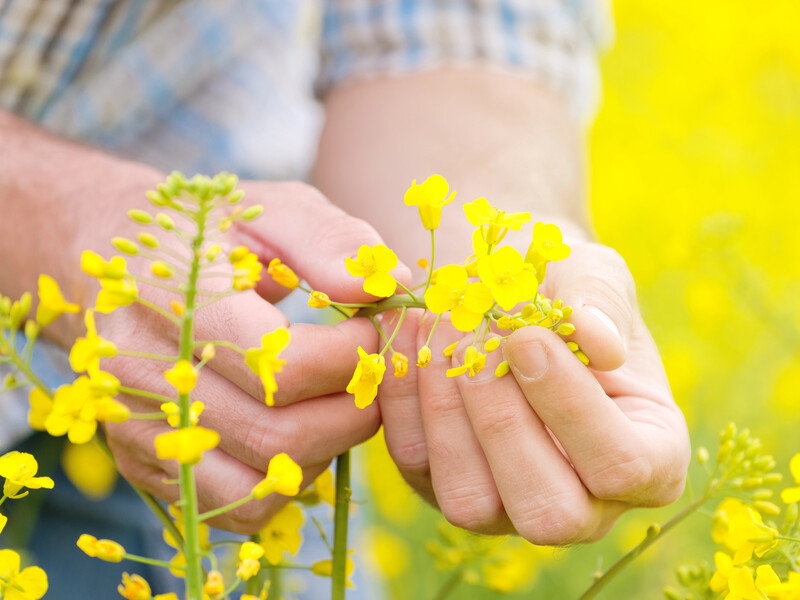 Всеукраїнська аграрна рада вимагає від нардепів відхилити дискримінаційні мита на експорт сої й ріпаку