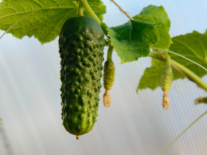 Опытные огородники спасли огурцы от фитофторы благодаря этому аптечному препарату. Рецепт раствора