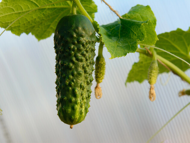 Опытные огородники спасли огурцы от фитофторы благодаря этому аптечному препарату. Рецепт раствора