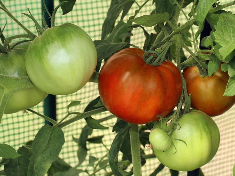 Помидоры растут в теплице? Сделайте это – и забудете о перегреве и пустоцвете