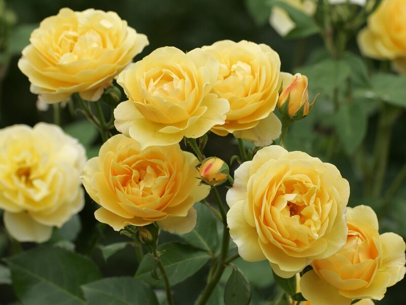 Не забудьте сделать это сейчас с розами – и вторая волна цветения будет не хуже первой