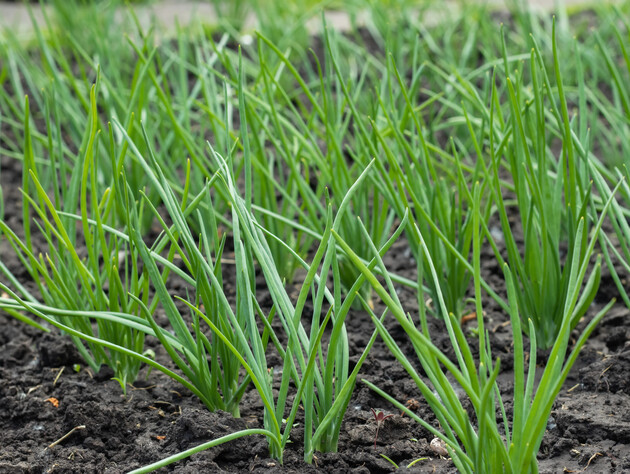 Просто сделайте это в июне – и получите невероятный урожай чеснока. Проверенный метод