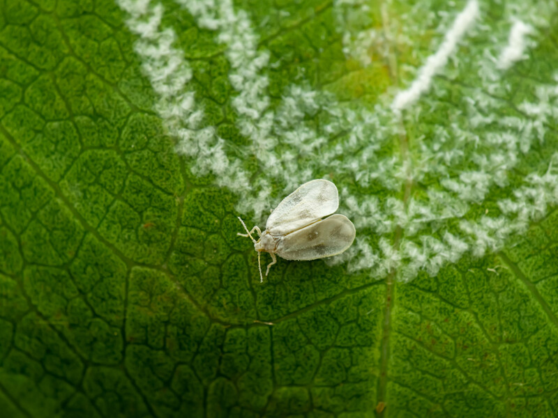 Белокрылка не долетит до капусты, если применить этот очень простой метод. Хитрость от огородников