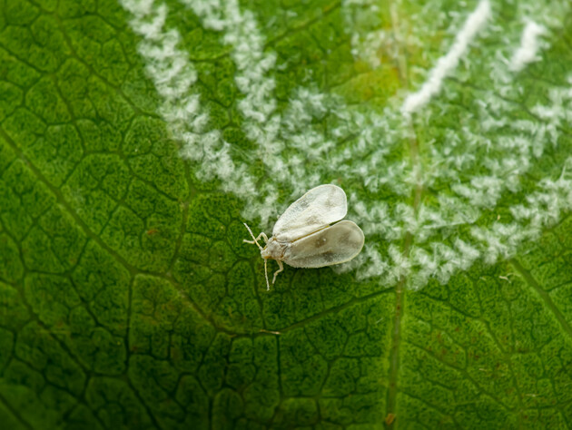 Белокрылка не долетит до капусты, если применить этот очень простой метод. Хитрость от огородников