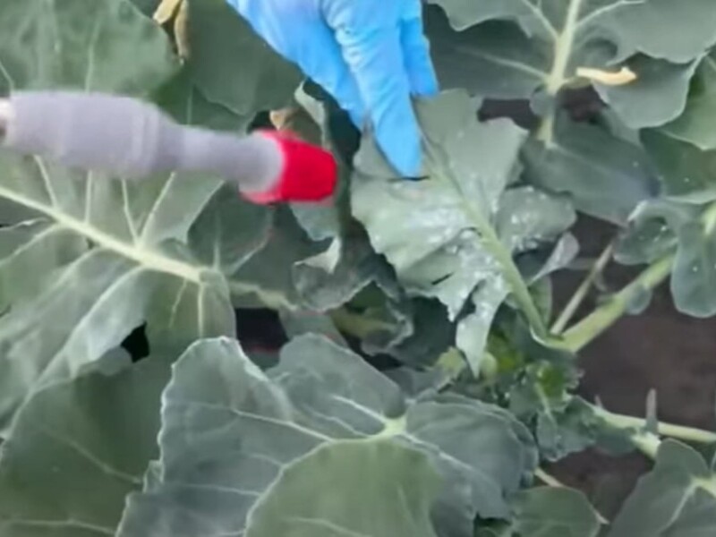 Белокрылка попадает замертво после этой обработки поздним вечером. Рецепт раствора, который не подведет