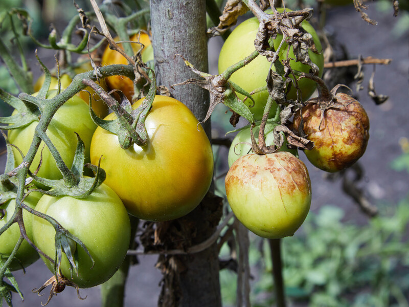 После дождей убедитесь, чтобы на томатах не было этих пятен. Огородники назвали признаки фитофторы