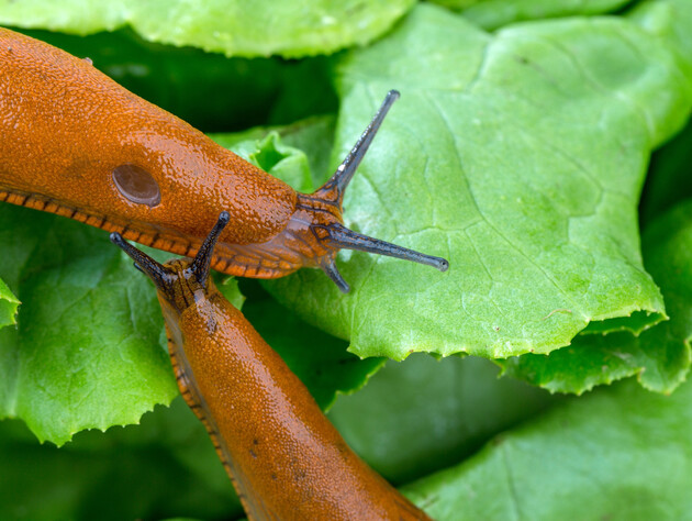 Рассыпьте это на огороде – и улитки не испортят урожай