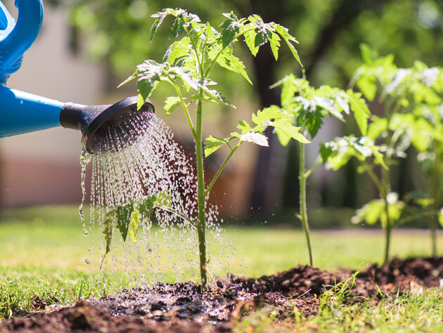 Корни усвоят питательные вещества. Опытные огородники объяснили, какой должна быть вода для полива