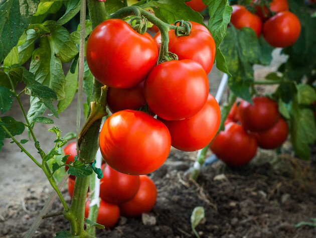 Эта ошибка в июне – и помидоров может не быть. Аптечная подкормка на пышную завязь