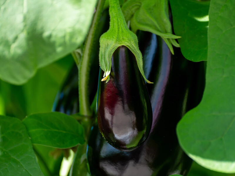 Хотите баклажаны без горечи? Полейте удобрением без химии – и смотрите, как наливаются