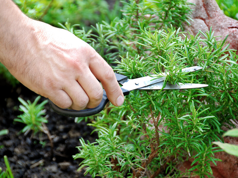 Сделайте это – и розмарин больше не будет пропадать ни на огороде, ни на подоконнике
