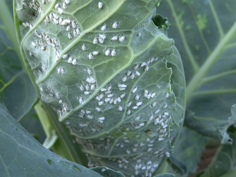 Опытный агроном назвал пять лучших инсектицидов, которые действительно уничтожат белокрылку на капусте