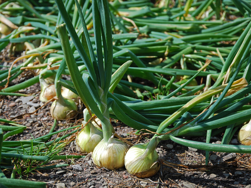 Если не сделаете этого перед выкапыванием лука – урожай будет плохим. Проверенный совет