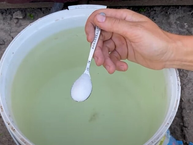 У червні полийте цим смородину – і зберете щедрий урожай неймовірно великих і солодких ягід