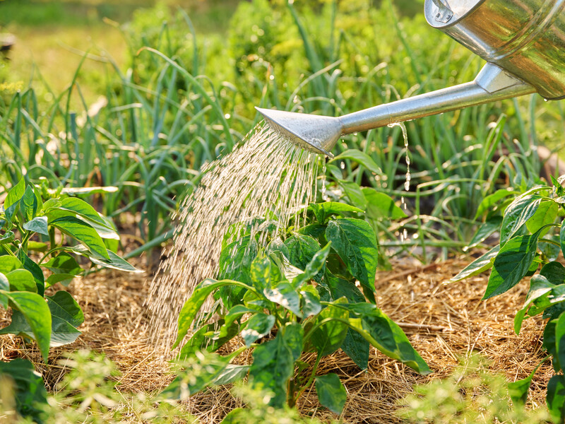 В июне растворите это в воде – и соберете щедрый урожай перца. Рецепт эффективной подкормки 