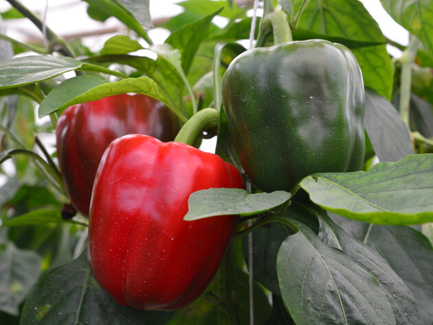 Перець виросте смачним і м'ясистим. Копійчаний розчин працює у 100 разів краще, ніж дорогі хімікати