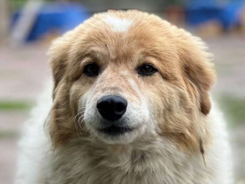 У притулку від стресу загинув собака під час атаки росіян на Київ