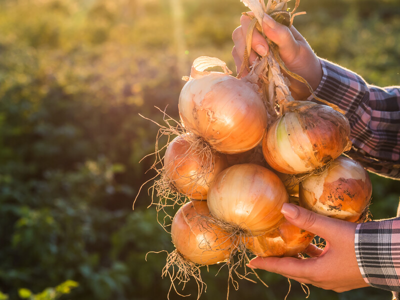 Этот раствор без химии уничтожит луковую муху – и головки лука вырастут большими и ровными